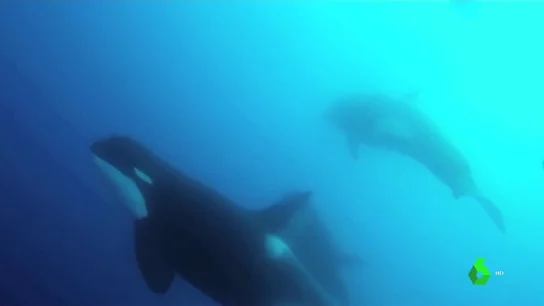 Orcas ordinarias Orcas ordinarias