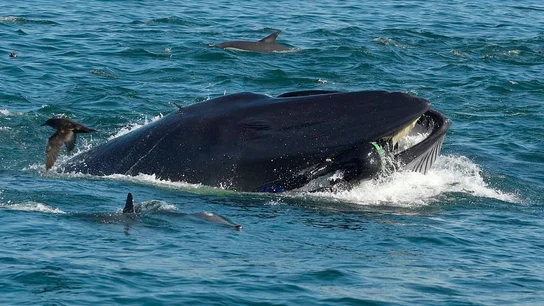 Una ballena tragándose a un buzo Una ballena tragándose a un buzo