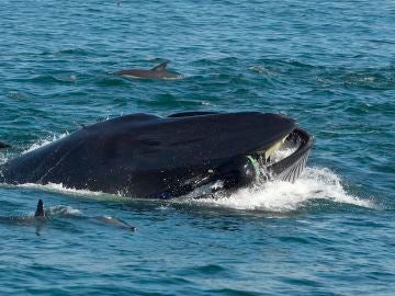 Una ballena tragándose a un buzo