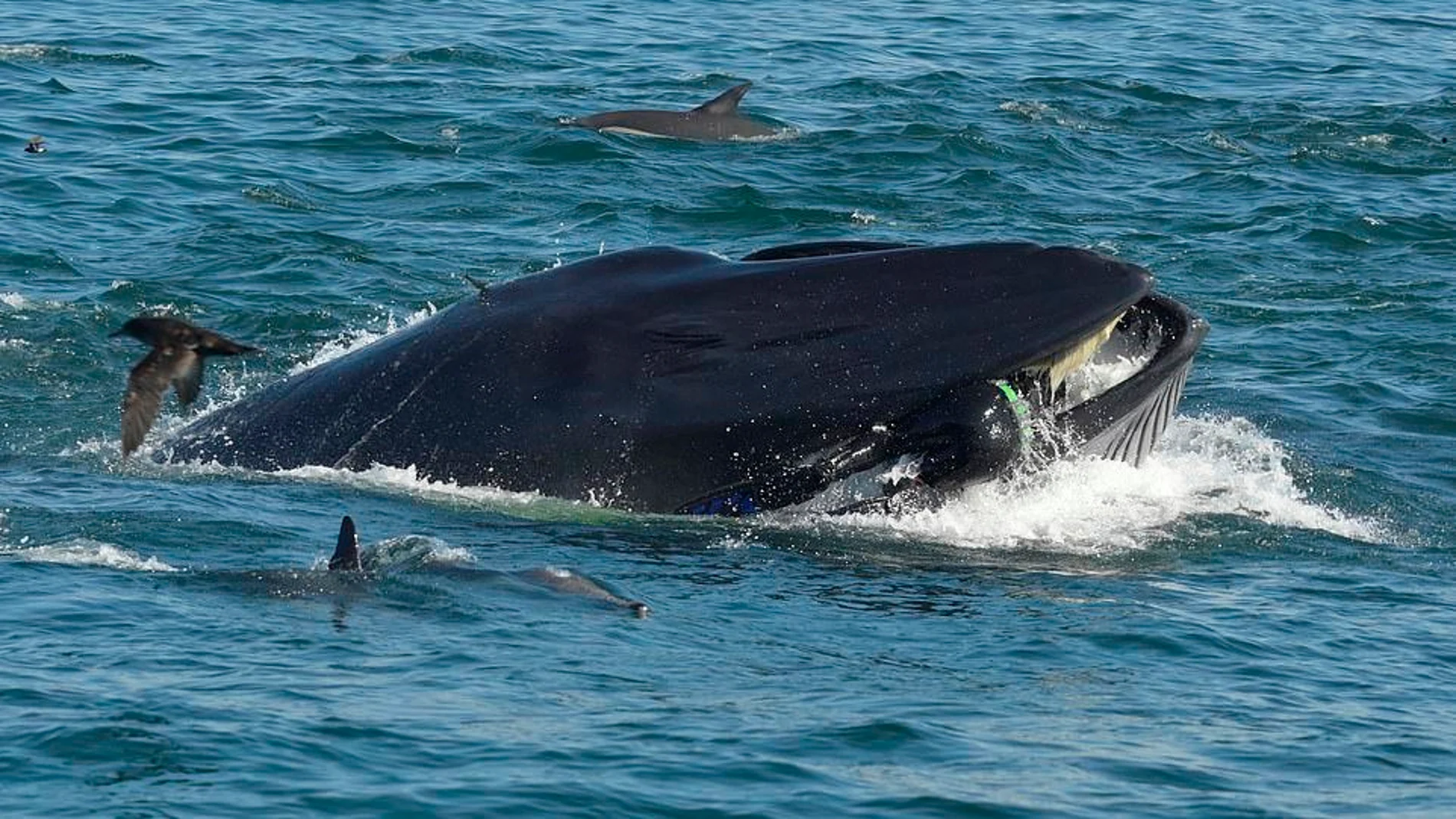 Una ballena tragándose a un buzo