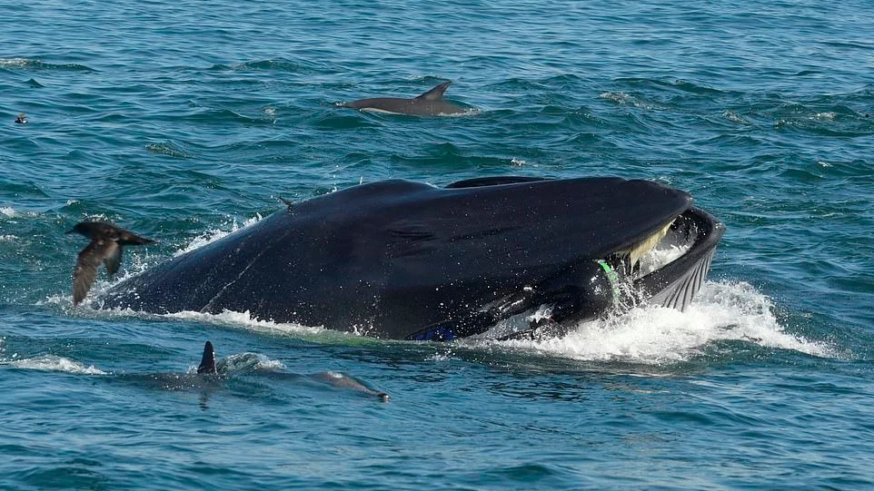 Una ballena tragándose a un buzo