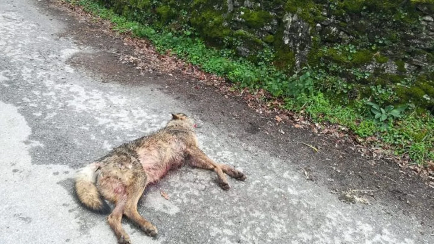 Lobo asesinado en Monterroso Lobo asesinado en Monterroso