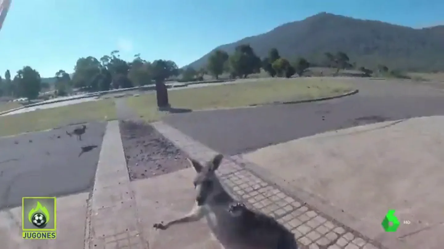 Un canguro ataca a un parapentista que estaba aterrizando Un canguro ataca a un parapentista que estaba aterrizando