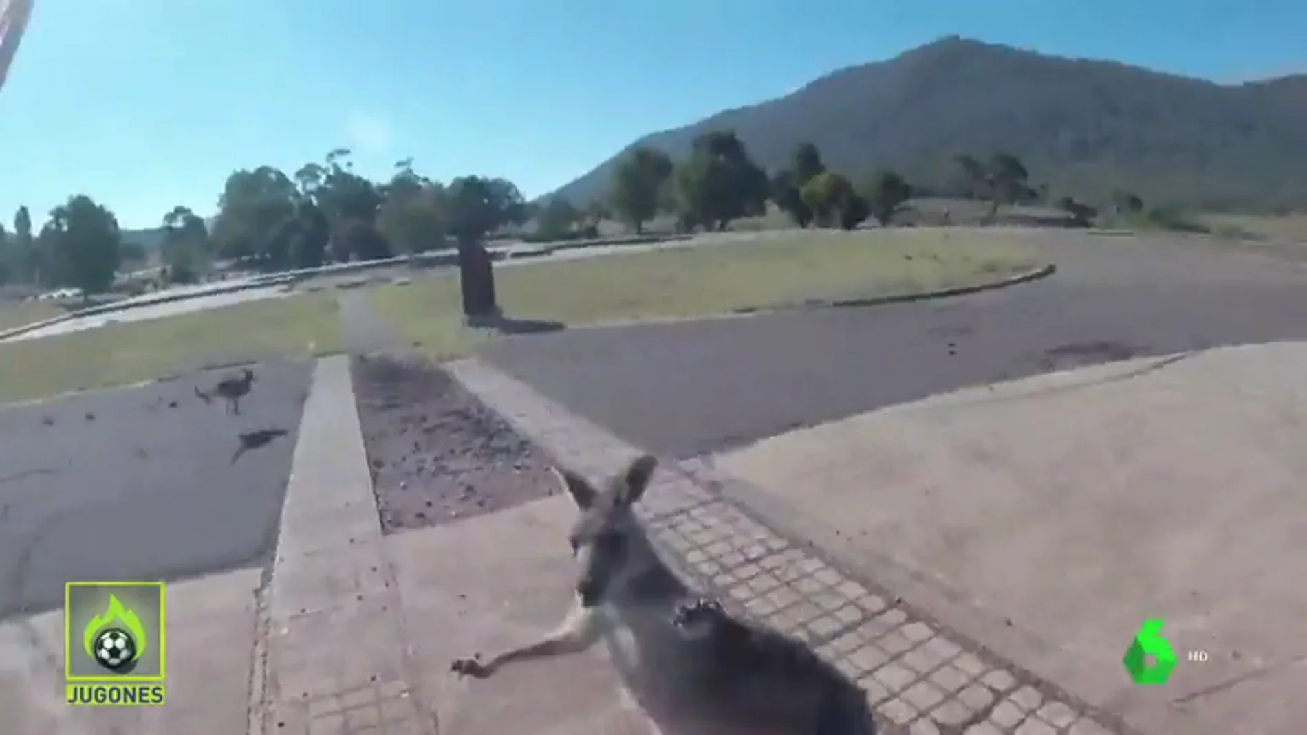 Un canguro ataca a un parapentista que estaba aterrizando