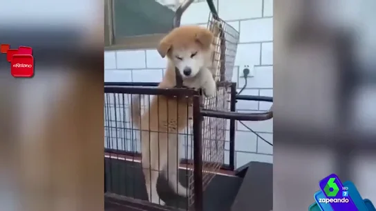 El divertido vídeo de cómo un perro evita hacer ejercicio conquista Zapeando: "¡Es muy perro!" El divertido vídeo de cómo un perro evita hacer ejercicio conquista Zapeando: "¡Es muy perro!"