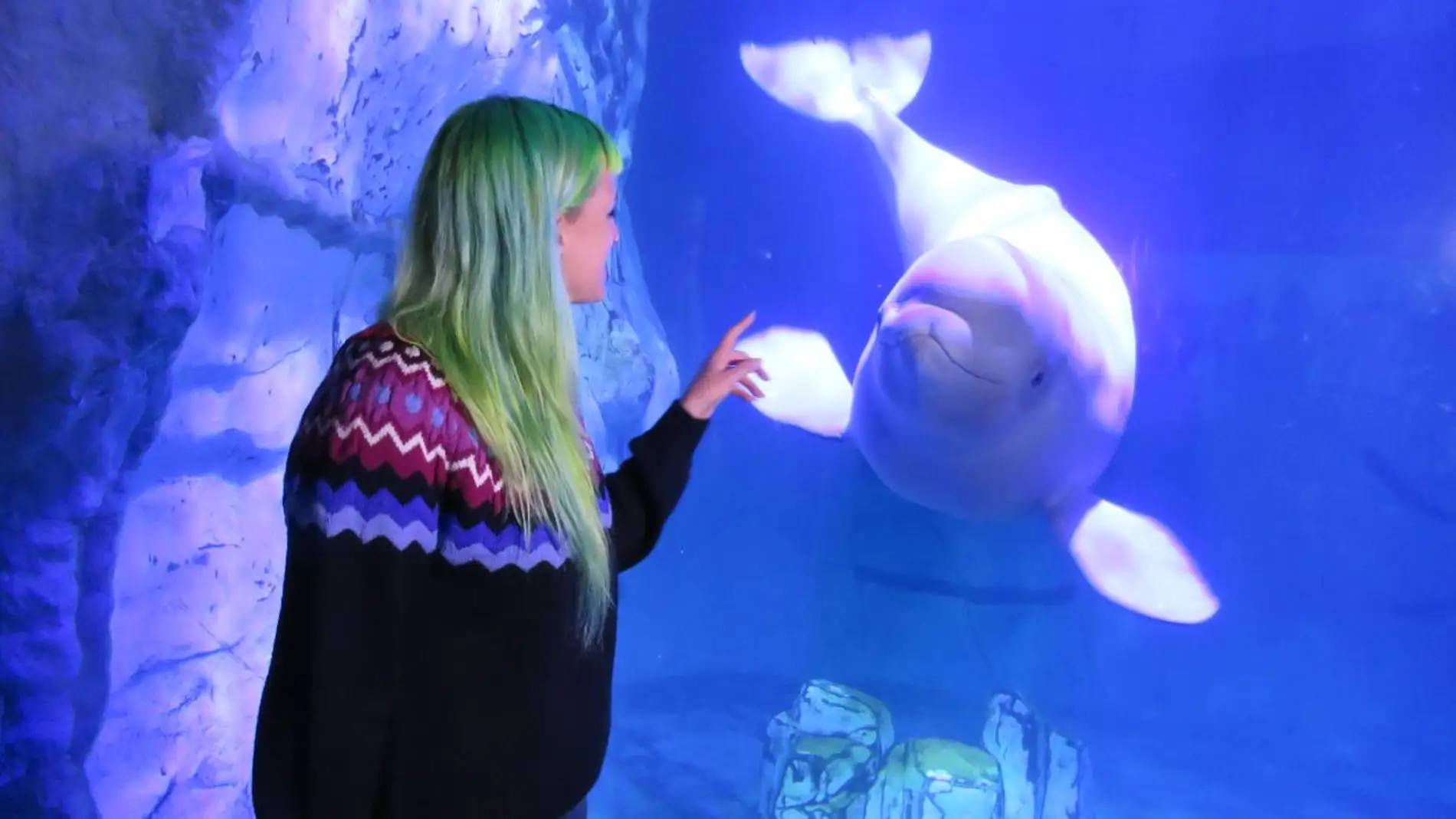 Las madres beluga ensenan a sus crias un nombre de familia