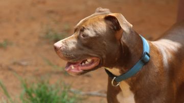 Imagen de archivo de un perro de raza Pitbull