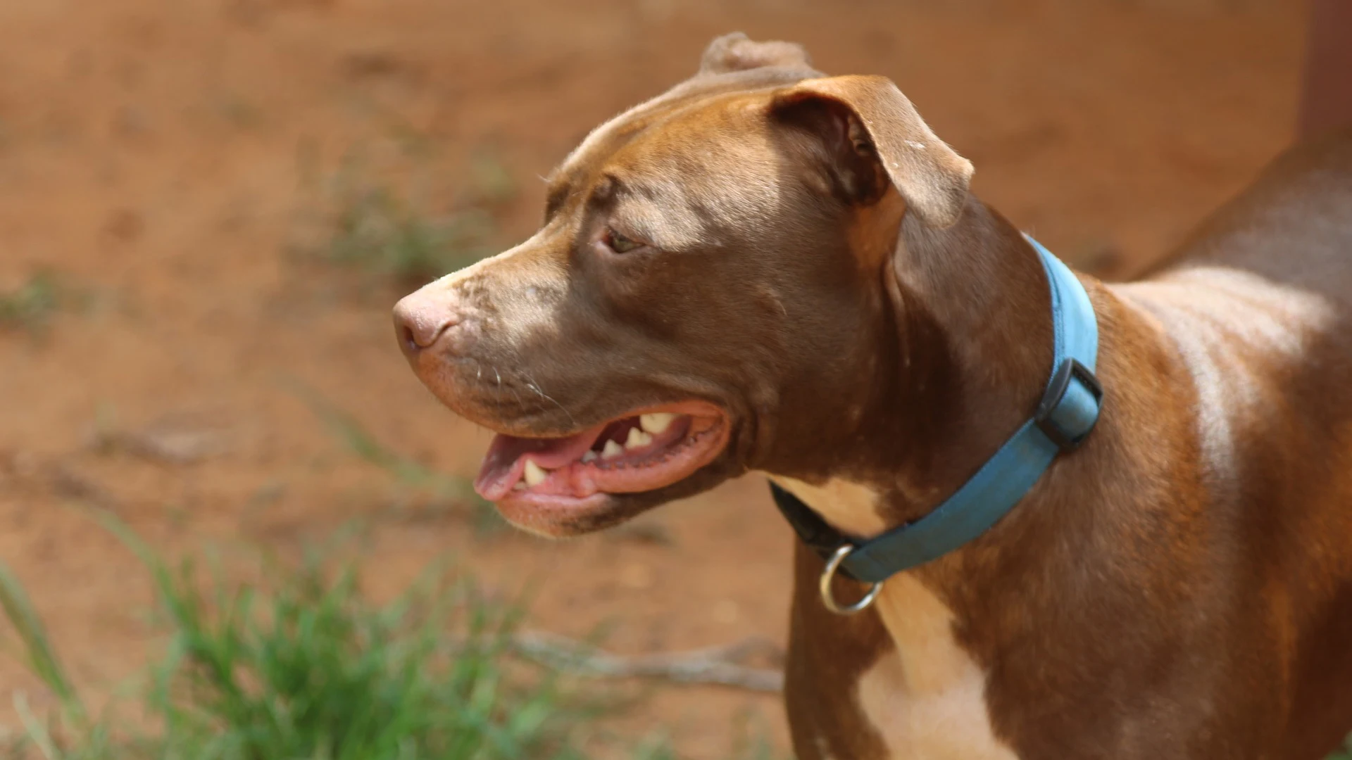 Imagen de archivo de un perro de raza Pitbull