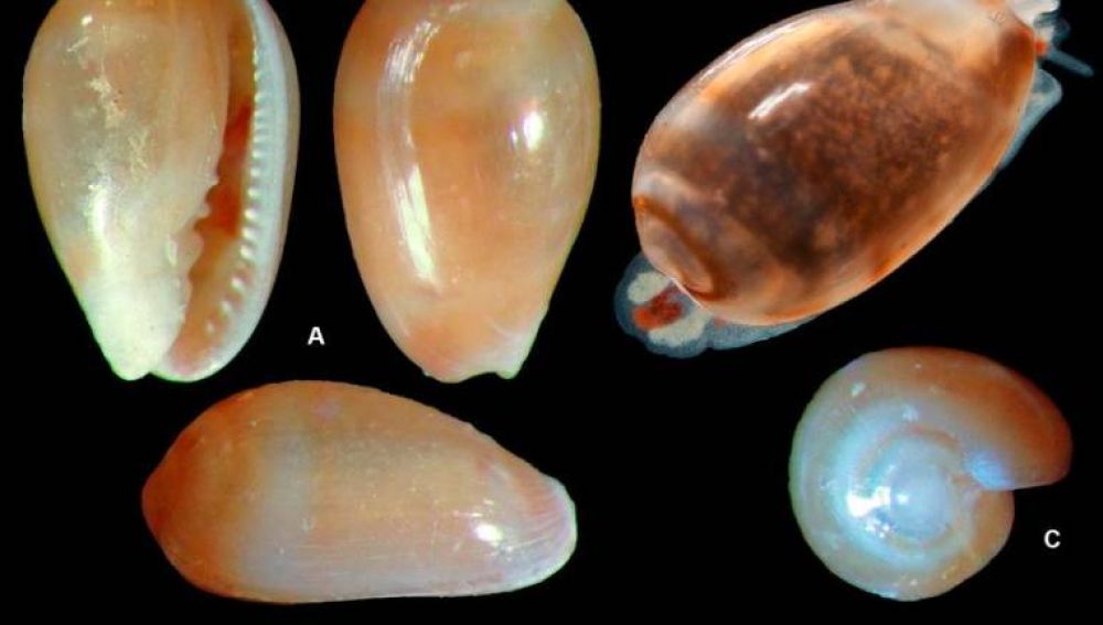 Ejemplares de Gibberula, género al que pertenece el caracol 'Metoo'