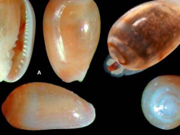Ejemplares de Gibberula, género al que pertenece el caracol 'Metoo' Ejemplares de Gibberula, género al que pertenece el caracol 'Metoo'