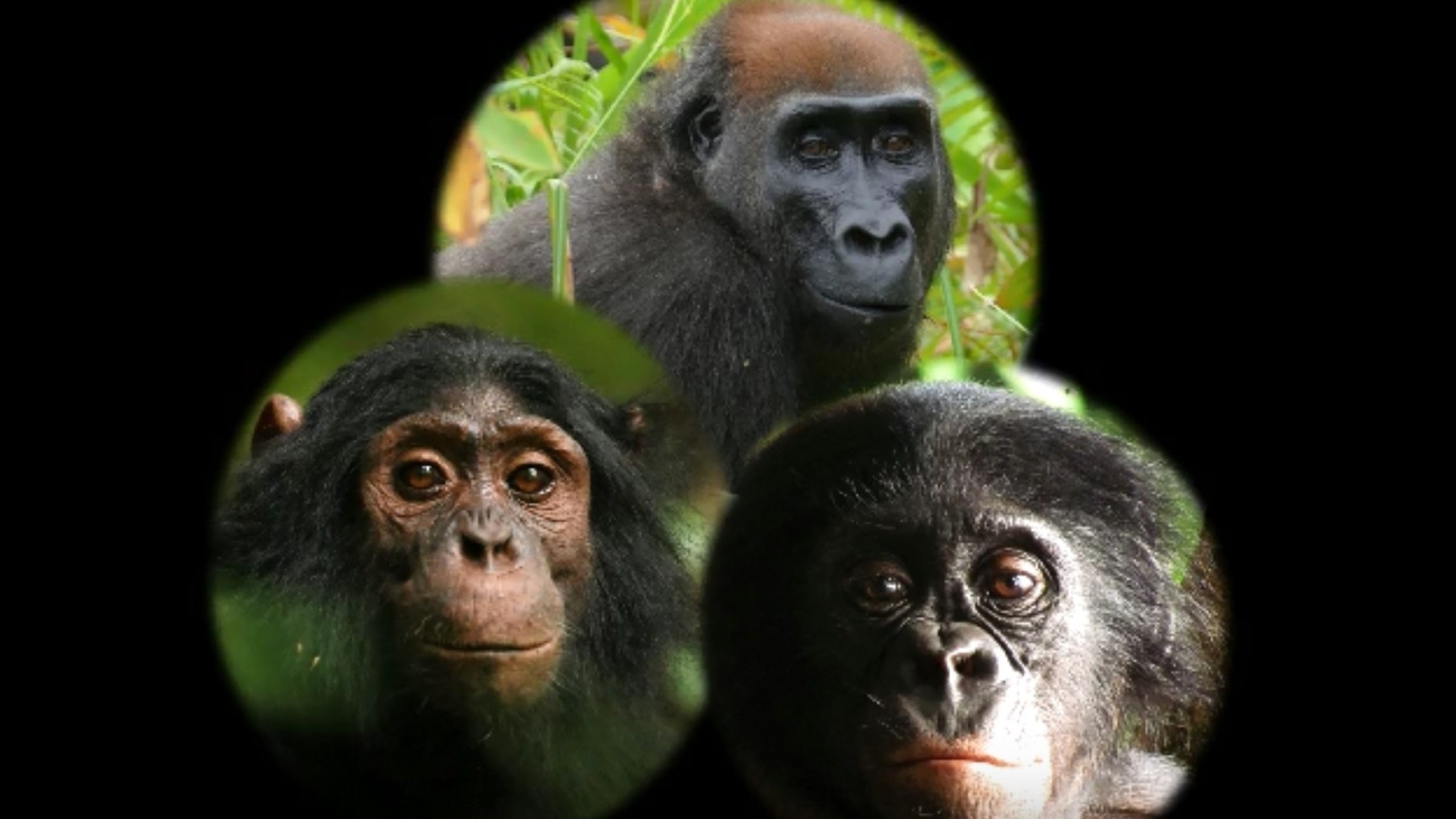 Asi reaccionan chimpances gorilas y bonobos ante una camara en el bosque