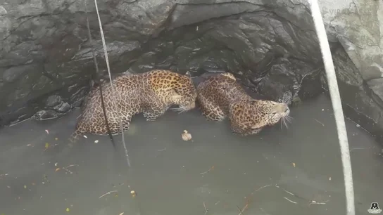 El complicado rescate de dos leopardos que cayeron a un pozo mientras se estaban peleando El complicado rescate de dos leopardos que cayeron a un pozo mientras se estaban peleando