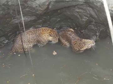 El complicado rescate de dos leopardos que cayeron a un pozo mientras se estaban peleando El complicado rescate de dos leopardos que cayeron a un pozo mientras se estaban peleando