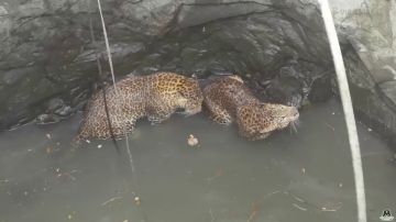 El complicado rescate de dos leopardos que cayeron a un pozo mientras se estaban peleando
