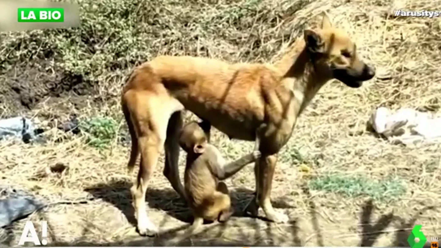 Una perra adopta a un mono huérfano y lo amamanta como si fuera su propia cría Una perra adopta a un mono huérfano y lo amamanta como si fuera su propia cría