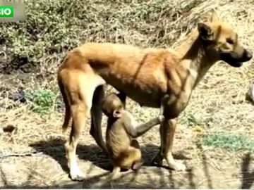 Una perra adopta a un mono huérfano y lo amamanta como si fuera su propia cría