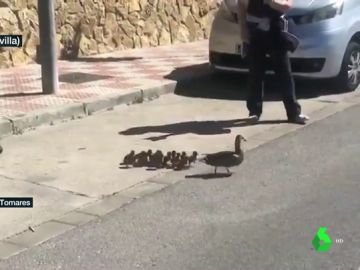 Patitos junto a su mamá pato Patitos junto a su mamá pato