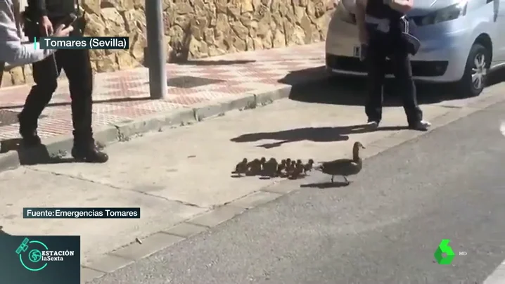 Patitos junto a su mamá pato