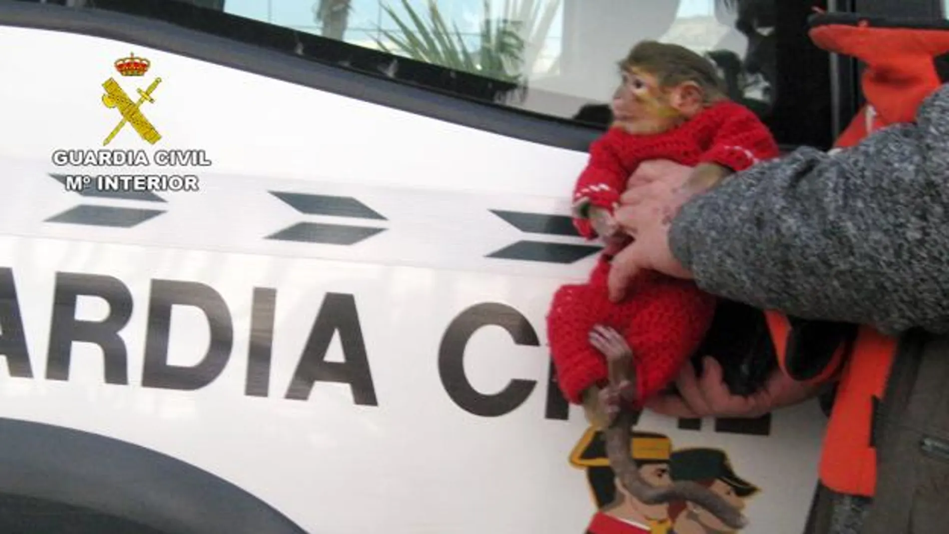 Ejemplar de mono tití rescatado por la Guardia Civil