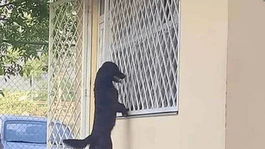 Perro viendo a su dueño en el interior de un colegio Perro viendo a su dueño en el interior de un colegio