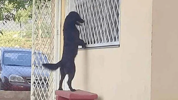 Perro viendo a su dueño en el interior de un colegio