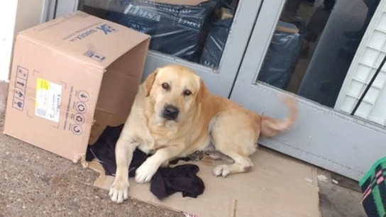 Imagen del labrador que esperó a su dueño a las puertas del hospital en Argentina Imagen del labrador que esperó a su dueño a las puertas del hospital en Argentina
