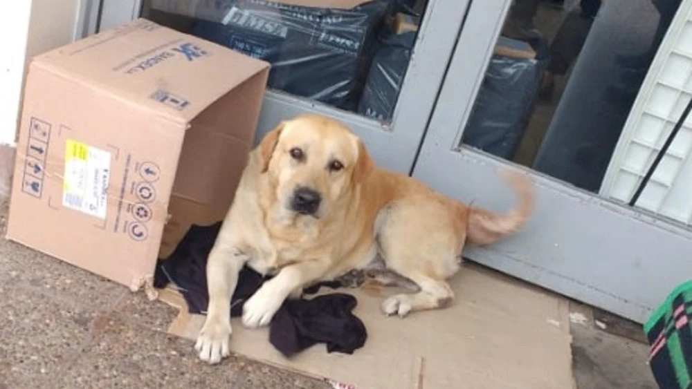 Imagen del labrador que esperó a su dueño a las puertas del hospital en Argentina