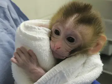 Grady, mona hija de testículos congelados Grady, mona hija de testículos congelados