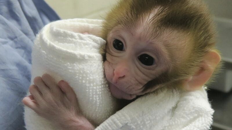 Así es Grady, la mona rhesus hija de testículos congelados