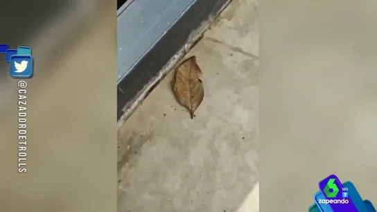 Una hoja se 'convierte' de repente en una mariposa negra y amarilla Una hoja se 'convierte' de repente en una mariposa negra y amarilla