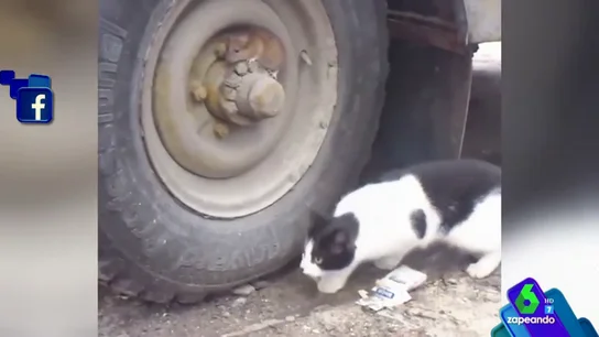 Un gato y un ratón Un gato y un ratón