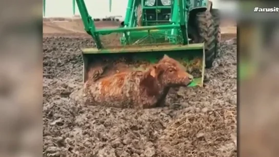 Animales atrapados en el lodo: las peores imágenes que dejan las inundaciones en Nebraska Animales atrapados en el lodo: las peores imágenes que dejan las inundaciones en Nebraska