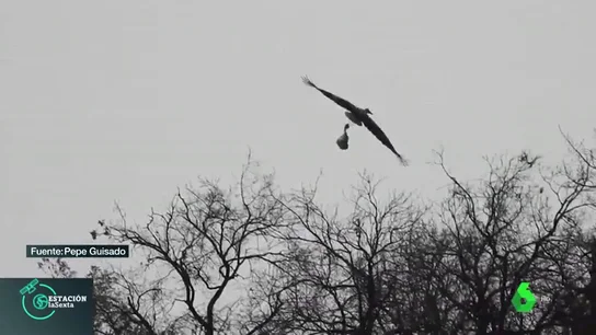 Imagen de un pájaro volando con una bolsa de plástico Imagen de un pájaro volando con una bolsa de plástico