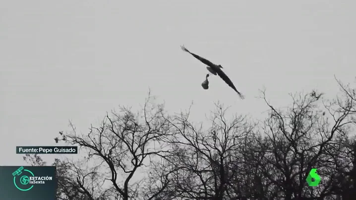 Imagen de un pájaro volando con una bolsa de plástico