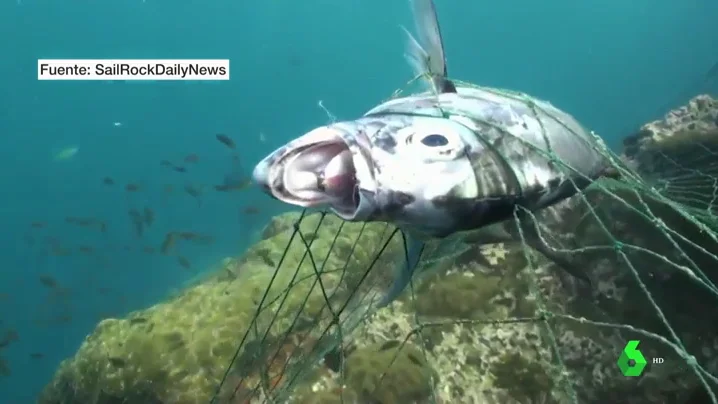 Animales mutilados o asfixiados: las terribles consecuencias de las redes de pesca abandonadas en las costas españolas 