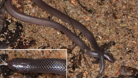 Imagen de un ejemplar de Atractaspis branchi. Imagen de un ejemplar de Atractaspis branchi.