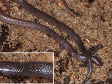 Imagen de un ejemplar de Atractaspis branchi. Imagen de un ejemplar de Atractaspis branchi.