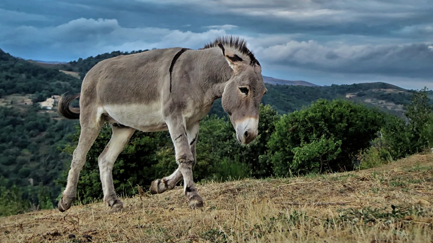 Imagen de archivo de un burro en el campo. Imagen de archivo de un burro en el campo.