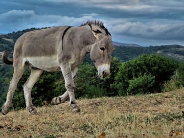 Imagen de archivo de un burro en el campo. Imagen de archivo de un burro en el campo.