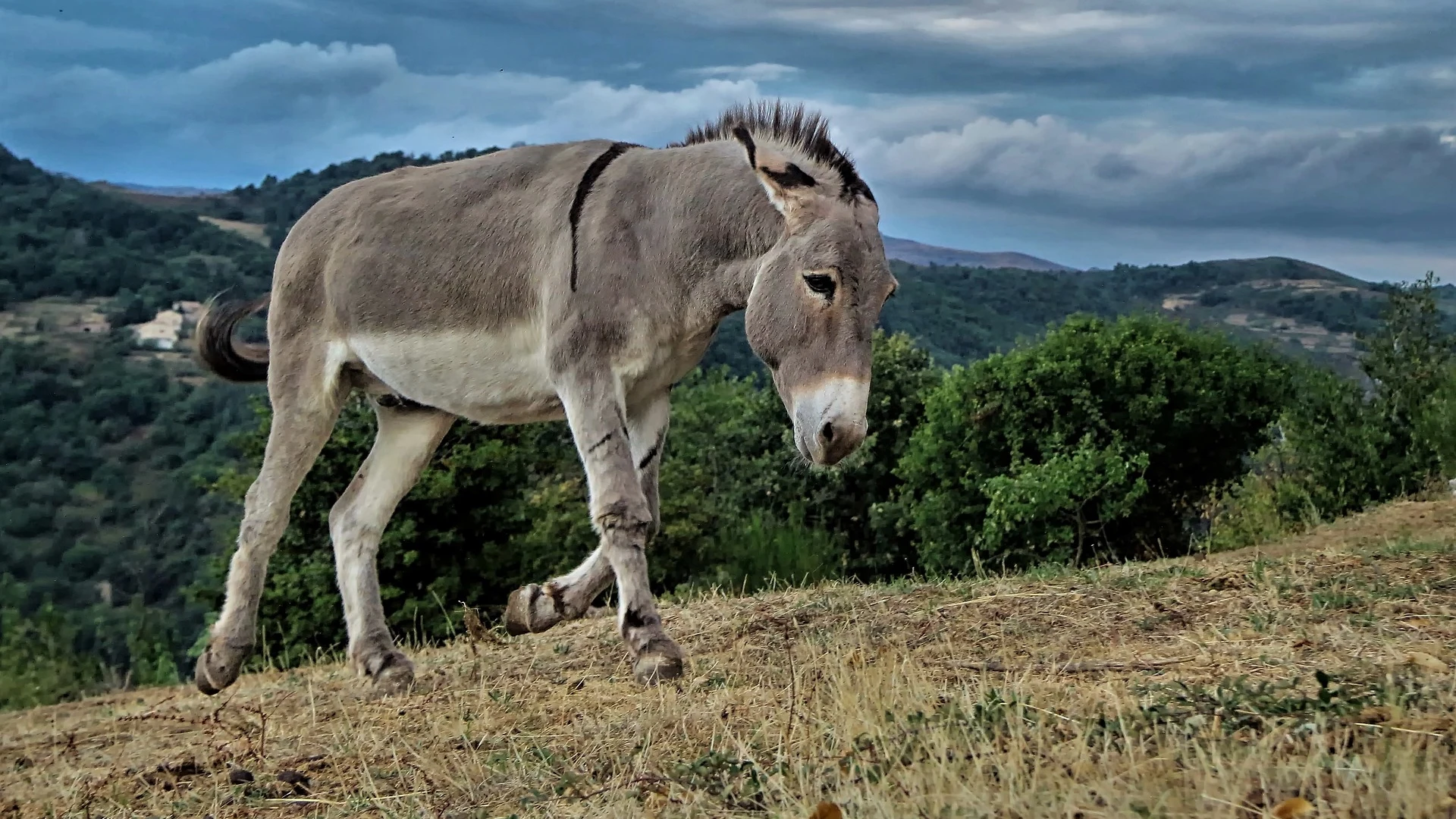 Imagen de archivo de un burro en el campo.