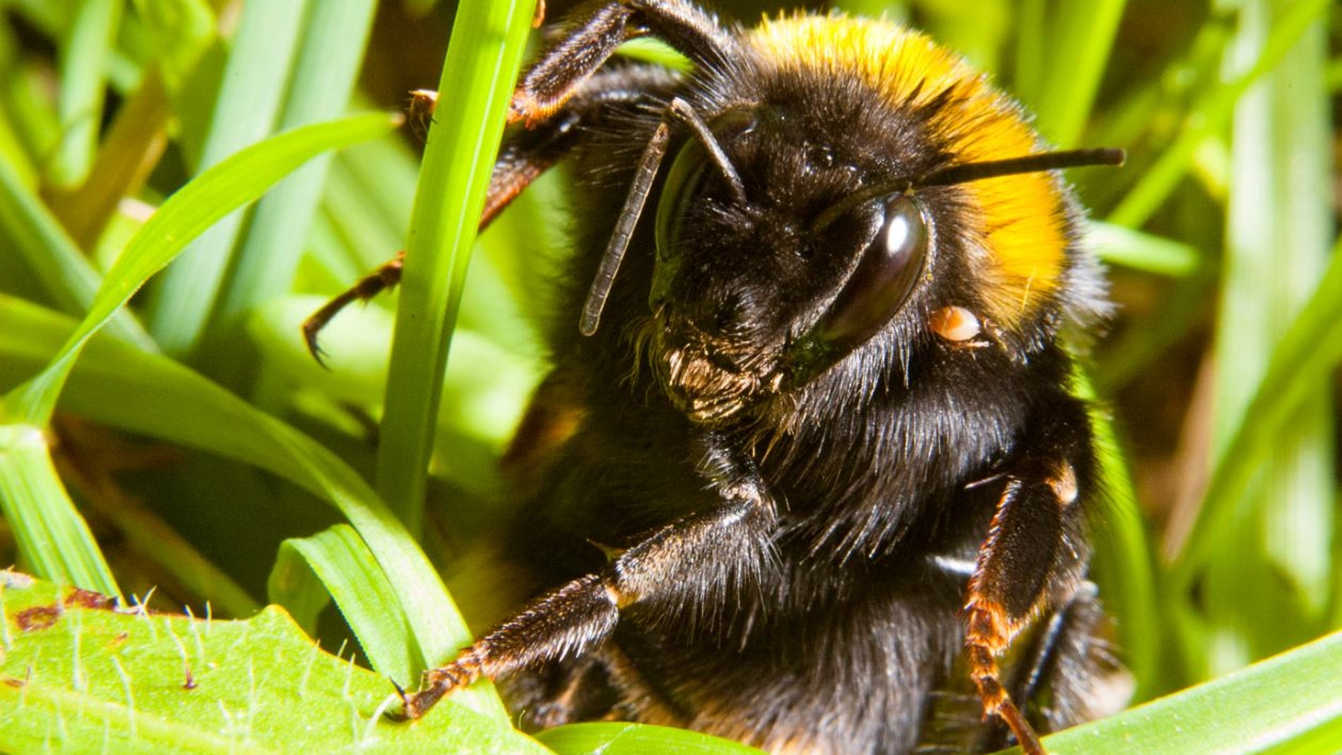 Cuidado donde pisas esta primavera la reina de abejorro se esconde en el suelo