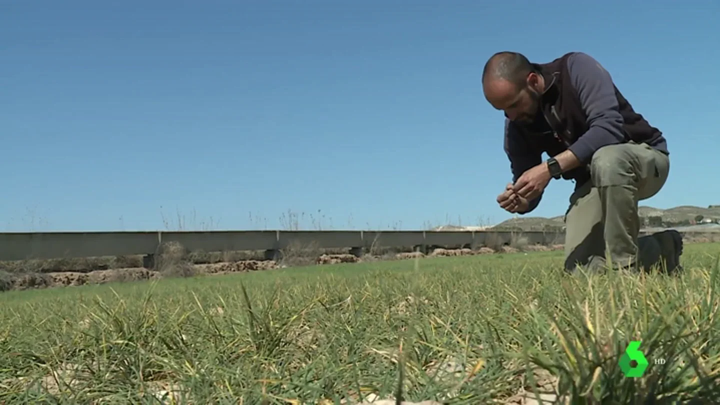 Los agricultores del sur de Madrid, en guerra con la Confederación del Tajo por los cortes de agua para regar Los agricultores del sur de Madrid, en guerra con la Confederación del Tajo por los cortes de agua para regar