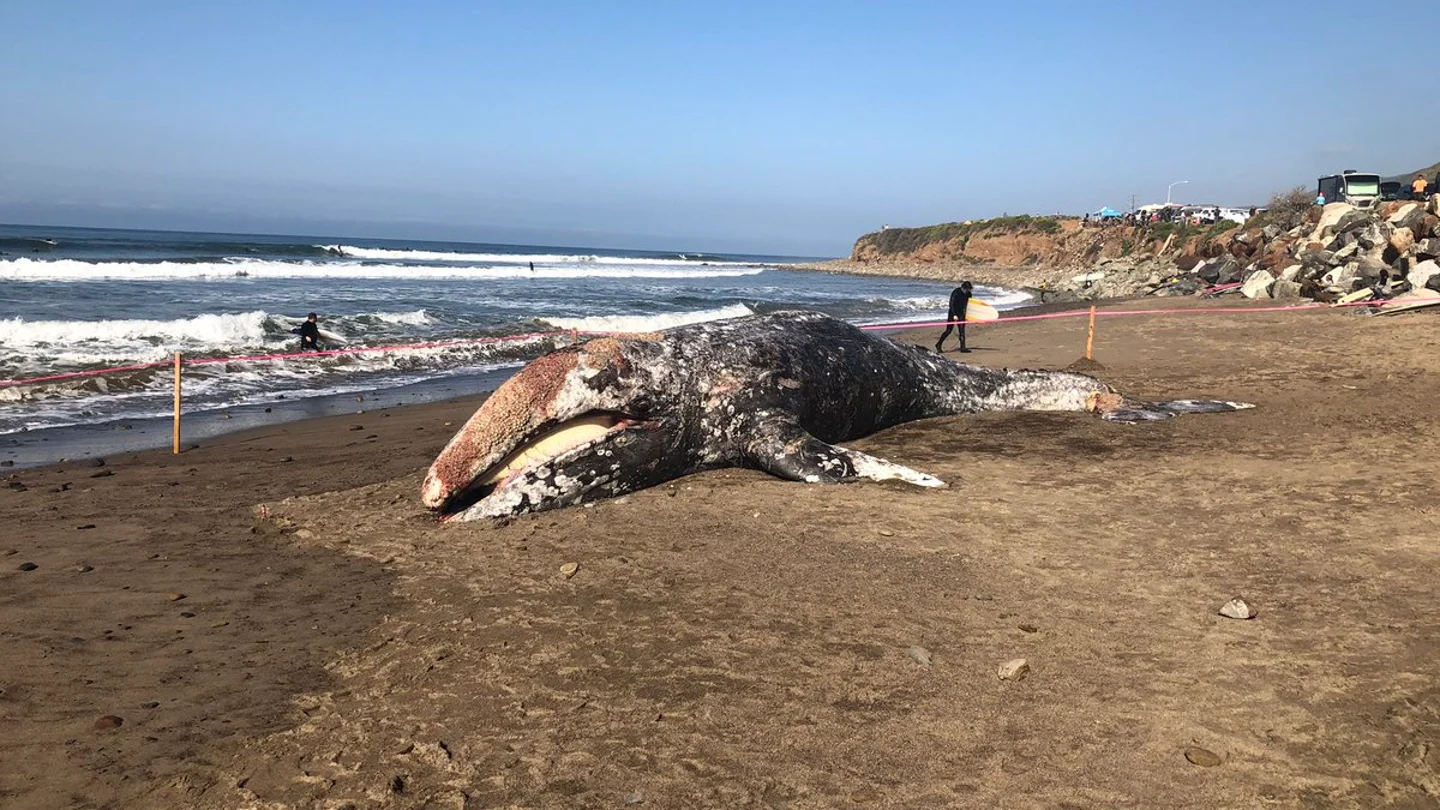 El cetáceo varado en la playa El cetáceo varado en la playa