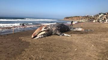 El cetáceo varado en la playa