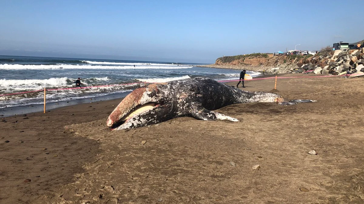 El cetáceo varado en la playa