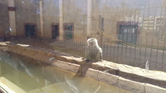 Un babuino en el zoológico de Ayamonte Un babuino en el zoológico de Ayamonte