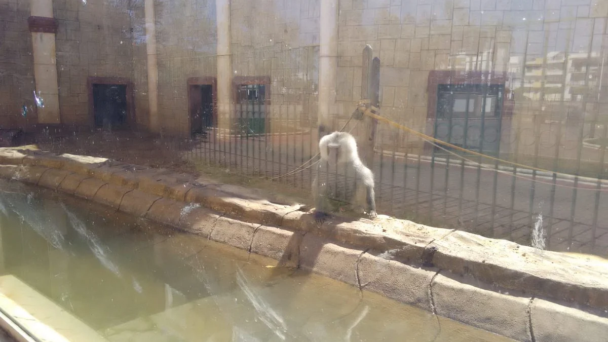 Un babuino en el zoológico de Ayamonte