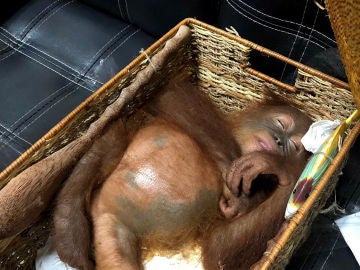 La cría de orangután en su cesta La cría de orangután en su cesta
