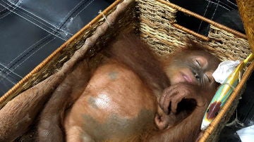 La cría de orangután en su cesta
