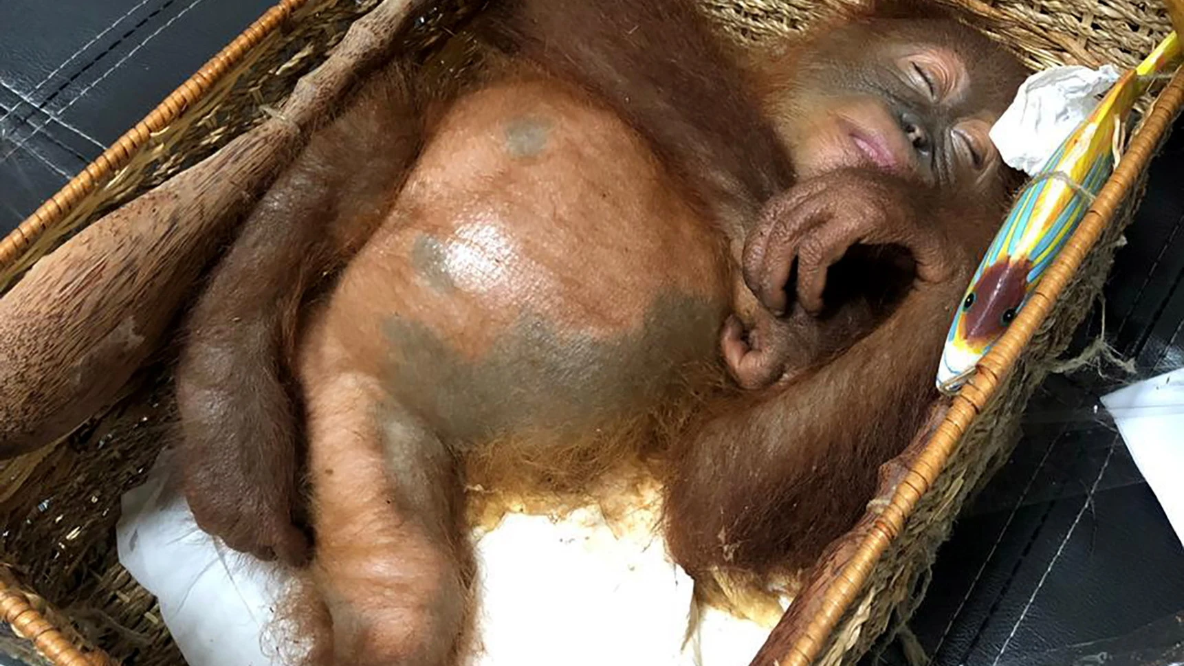 La cría de orangután en su cesta